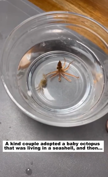 C1012016_kind couple adopted baby octopus was living in seashell, a…