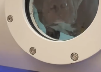 C1012017_kind man adopted poor, abandoned dog shelter, then thi…