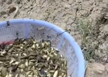 C1012018_kind man rescued small fish were about to die in mud pit, an…