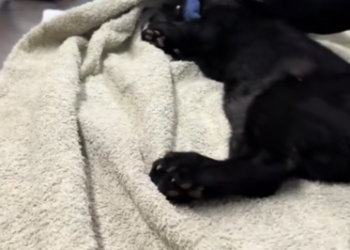 C1012019_kind man rescued dehydrated black leopard cub then…#rescue