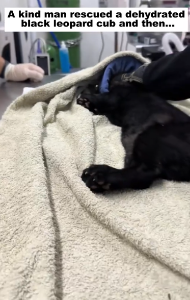 C1012019_kind man rescued dehydrated black leopard cub then…#rescue