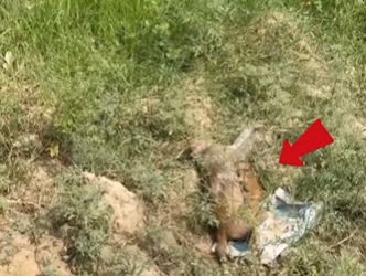 C1012020_kind man rescued baby monkey had just lost its mother, t…