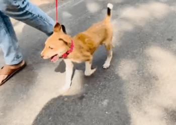 C0112017_A forgotten life left in critical condition #helpnow #standup_part2