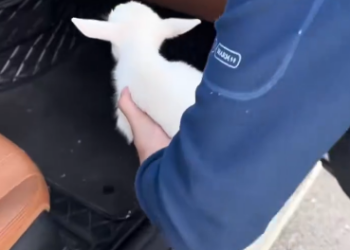 C1012021_kind couple rescued an abandoned baby goat by roadside, the…