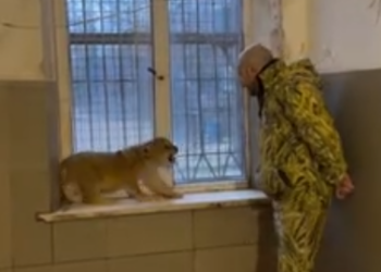 C1012022_fierce lion cubs were being fed by their keepers, then h…