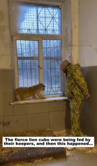 C1012022_fierce lion cubs were being fed by their keepers, then h…