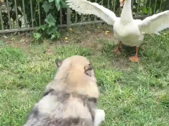 C1012023_kind woman rescued goose dog mouth, then…#love #lo…