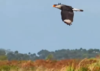C1012024_kind couple rescued trapped caracara, soon it came to visit…..