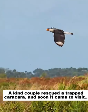 C1012024_kind couple rescued trapped caracara, soon it came to visit…..