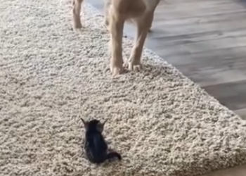 C1012025_kind lady golden retriever took care of kittens she rescued a…