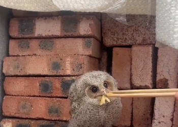C1012026_kind woman rescued baby owl asked help then…#love