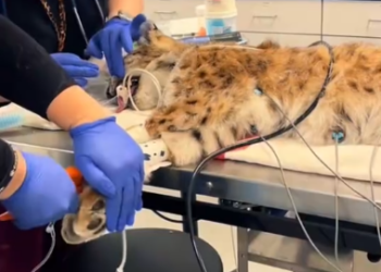 C1012027_kind family rescued an injured trapped lynx, then happend