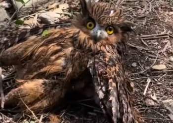 C1012028_kind couple rescued trapped owl, then happened…#rescue…