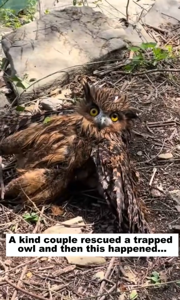 C1012028_kind couple rescued trapped owl, then happened…#rescue…