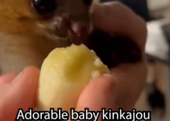 C1012029_kind woman found baby kinkajou in pipe adopted it…#rescue…