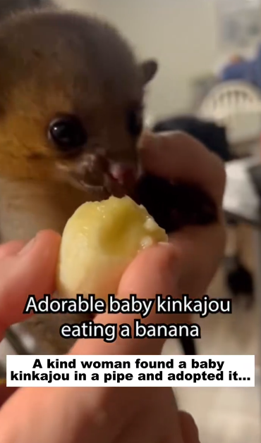 C1012029_kind woman found baby kinkajou in pipe adopted it…#rescue…