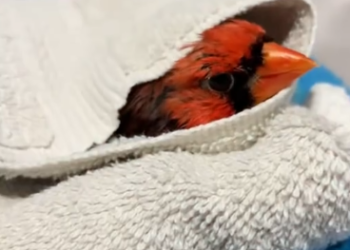 C1012030_kind woman rescued wounded cardinal then happened…#lov…