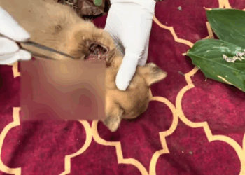 C0112018_This delicate being dying in silence #saveone #helptoday_part2