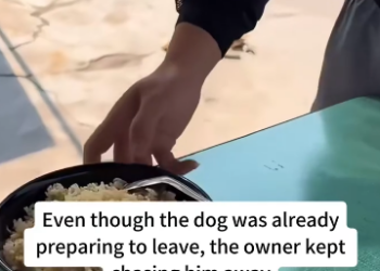 C1212001_saw stray dog being chased away by shop owner while was eatin…