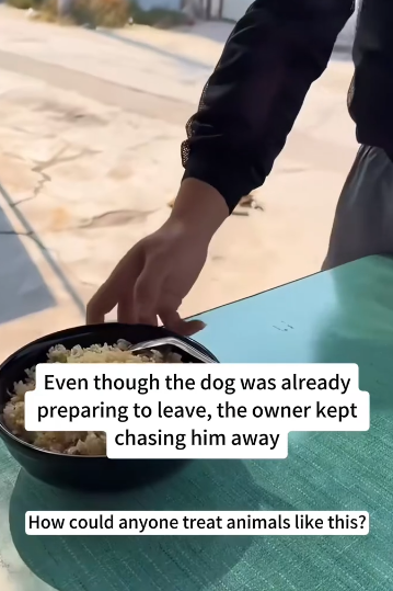 C1212001_saw stray dog being chased away by shop owner while was eatin…