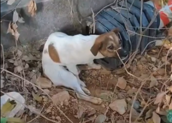 C1212002_saw dog hind leg crippled crawling in heavy rain. Seei…