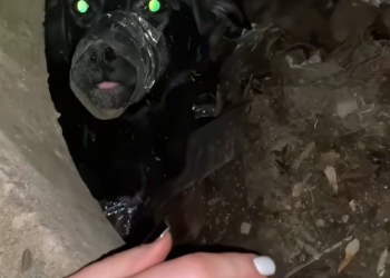 C1212003_found dog his mouth andlegs tied abandoned in hole.l r…