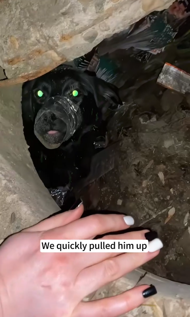 C1212003_found dog his mouth andlegs tied abandoned in hole.l r…