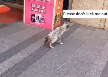 C1212004_thin cat wanted help but was chased away by supermarket owner…