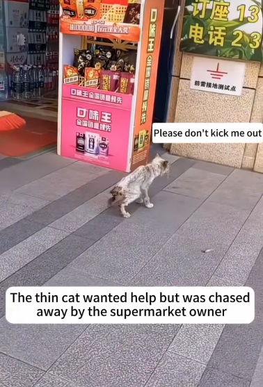 C1212004_thin cat wanted help but was chased away by supermarket owner…