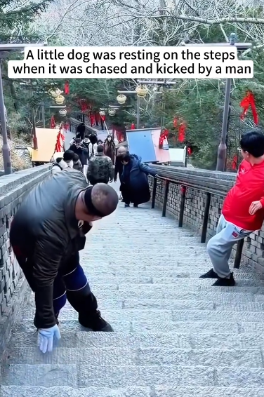 C1212005_little dog was resting on steps when it was chased kicked b…