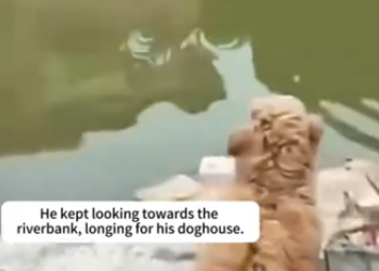 C1212006_man kicked puppy doghouse into river, so decided to g…