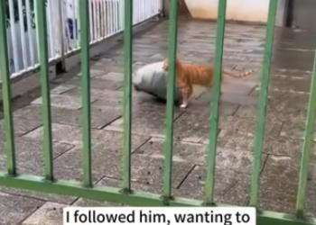 C1212007_kitten stole my cushion, followed it until discovered…#ca…