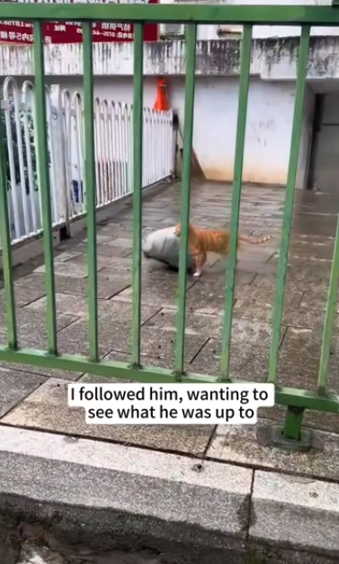 C1212007_kitten stole my cushion, followed it until discovered…#ca…