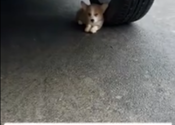 C1212008_puppy just wanted to go inside store to take shelter the…