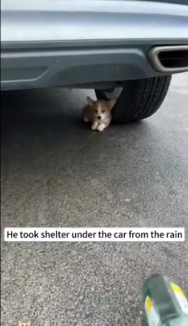 C1212008_puppy just wanted to go inside store to take shelter the…