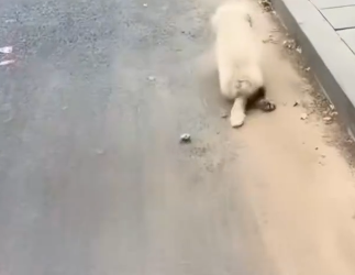 C1212009_little Bichon Frise was kicked away by noodle shop owner,I he…