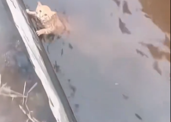 C1212010_kitten fell into water cried help.I pulled him out, a…