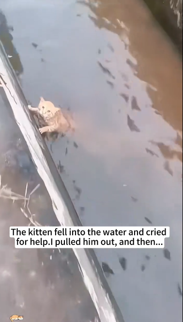 C1212010_kitten fell into water cried help.I pulled him out, a…