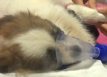 C1212011_poor mother dog took care of her puppies so devotedly she fa…