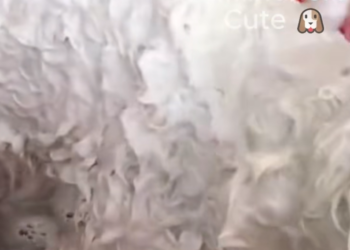 C1212012_poor stray dog was starving fainted in an abandoned warehou…_trimmed