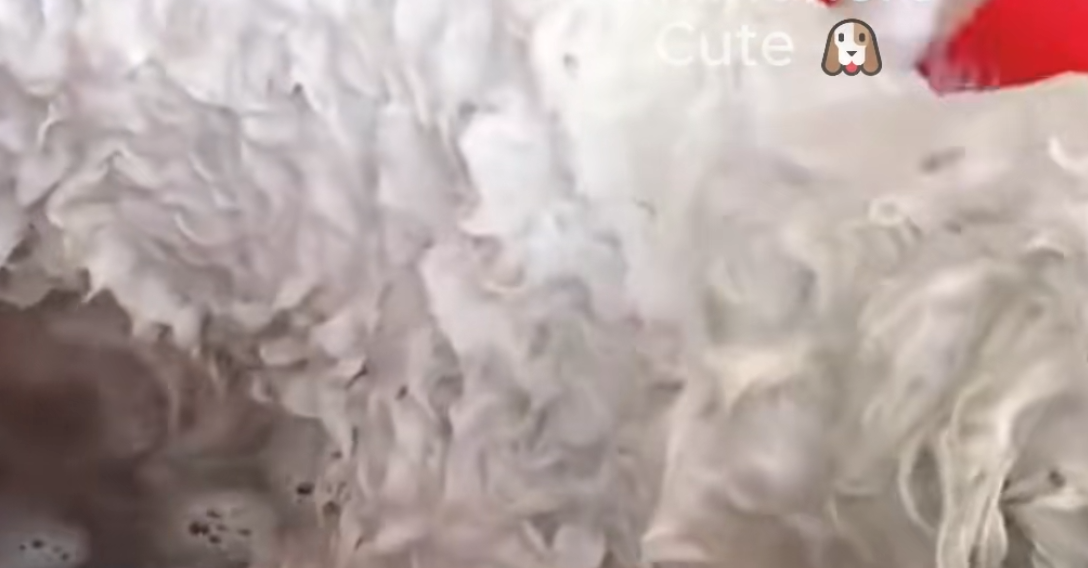 C1212012_poor stray dog was starving fainted in an abandoned warehou…_trimmed