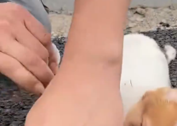 C1212013_#rescuedogs#dogsoftiktok#lovedogs#rescueanimals#rescuepuppy