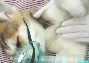 C1212014_Poor puppy fainted on highway, luckily kind woman passed by and…_trimmed