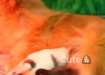 C1212015_On my way home work, saw poor mother dog wandering on si…_trimmed