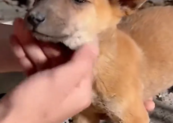 C1212017_was in house when heard strange noise in warehouse outs…_trimmed