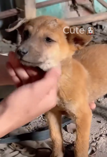 C1212017_was in house when heard strange noise in warehouse outs…_trimmed