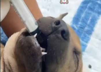 C1212018_kind woman saw poor dog lying motionless under building_trimmed