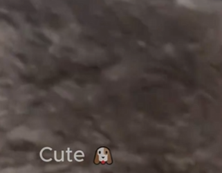 C1212020_poor puppy was lying motionless in middle of road. woma…_trimmed