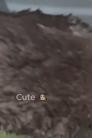 C1212020_poor puppy was lying motionless in middle of road. woma…_trimmed