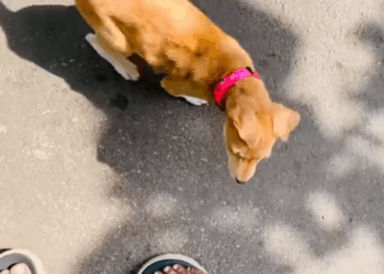 C0112019_The tiny being drenched and barely alive #urgentcare #rescueunit_part2